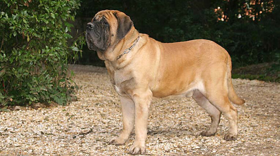 What It’s Like Owning a Mastiff: The Pros and Cons of Large Dog Breeds